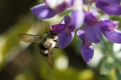 Xylocopa tabaniformis orpifex