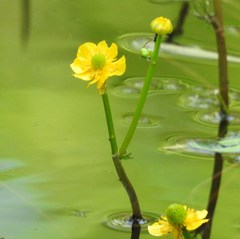 Ranunculus flabellaris