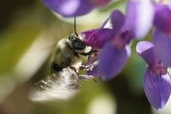 Xylocopa tabaniformis orpifex