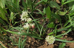 Allium brandegeei