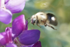 Xylocopa tabaniformis orpifex