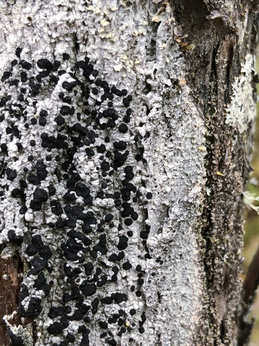 Mycoblastus sanguinarioides image