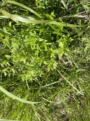 Mecardonia acuminata acuminata