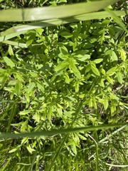 Mecardonia acuminata acuminata