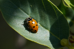 Hippodamia convergens