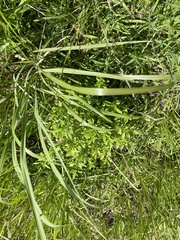 Mecardonia acuminata acuminata