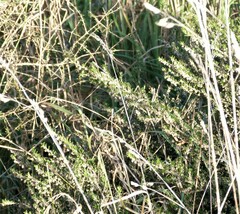 Pomaderris phylicifolia