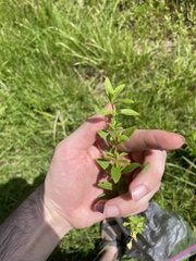 Mecardonia acuminata acuminata