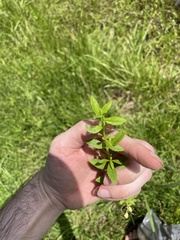 Mecardonia acuminata acuminata
