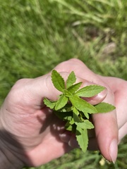 Mecardonia acuminata acuminata