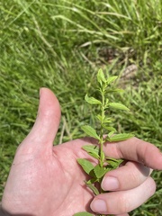 Mecardonia acuminata acuminata