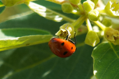 Hippodamia convergens
