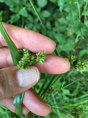 Cyperus entrerianus