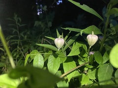 Clematis flaccida