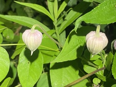 Clematis flaccida