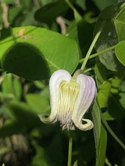Clematis flaccida