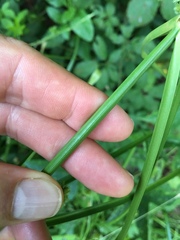 Cyperus entrerianus