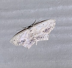 Scopula cacuminaria