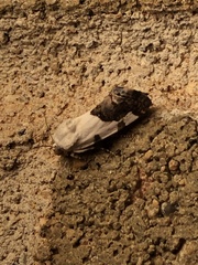 Tarache tetragona