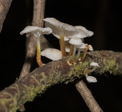 Mycena subulifera
