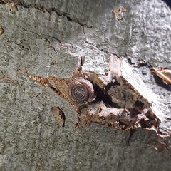 Helicodonta obvoluta