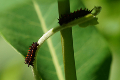 Battus philenor