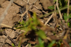Sceloporus occidentalis