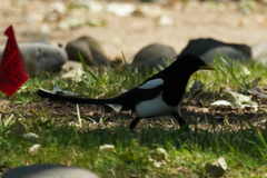 Pica nuttalli