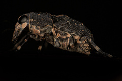 Sphinctotropis paviei
