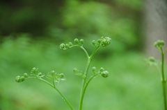 Pteridium pinetorum