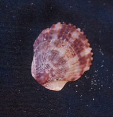 Chlamys
