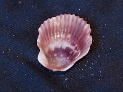 Chlamys