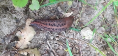 Limax dacampi