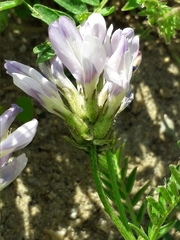 Astragalus alpinus