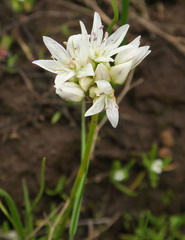 Allium madidum
