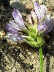 Astragalus alpinus
