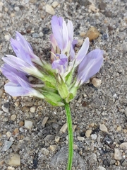 Astragalus alpinus