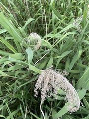 Phragmites australis