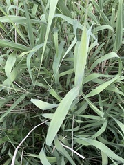 Phragmites australis