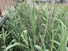 Phragmites australis