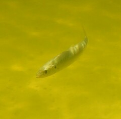 Decapterus punctatus