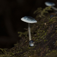 Mycena cyanocephala