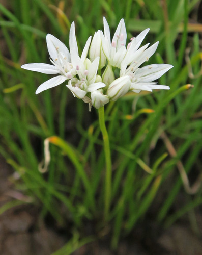 swamp onion (Allium madidum)