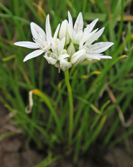 Allium madidum