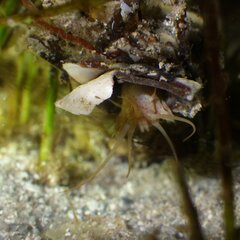 Diopatra cuprea
