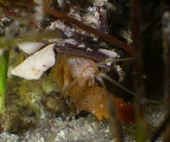 Diopatra cuprea