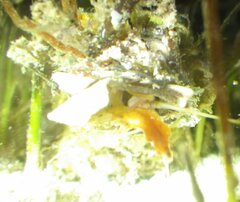 Diopatra cuprea