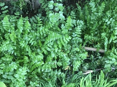 Berula