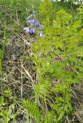 Polemonium caeruleum