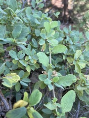 Ceanothus diversifolius